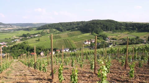 Vineyards of the Moselle Valley. Stock Footage 39644367