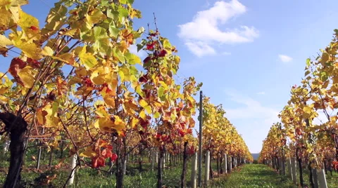 Vineyards of the Moselle Valley. Stock Footage 42993802