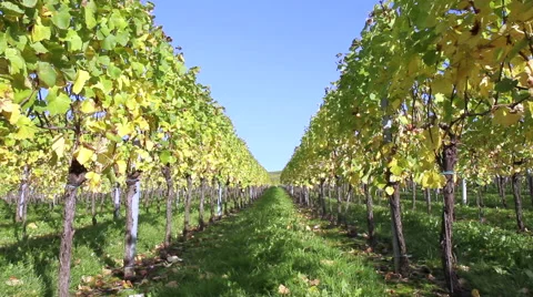 Vineyards of the Moselle Valley. Stock Footage 42994151