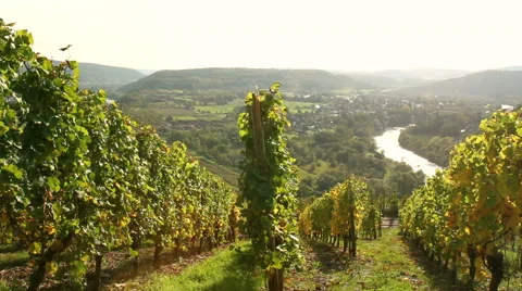 Vineyards of the Moselle Valley. Stock Footage 42995142