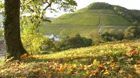 Vineyards of the Moselle Valley. Stock Footage 42995334