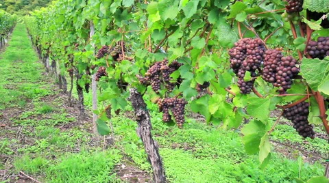 Vineyards of the Moselle Valley. Stock Footage 55160465