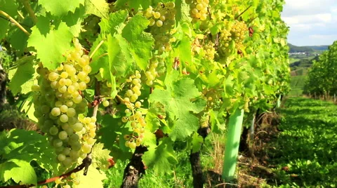 Vineyards of the Moselle Valley. Stock Footage 55201680
