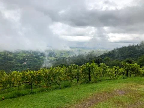 Vineyards in the mountain during cloudy raining season Stock Photos