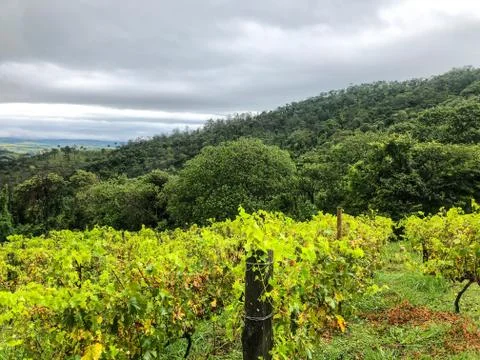 Vineyards in the mountain during cloudy raining season Stock Photos