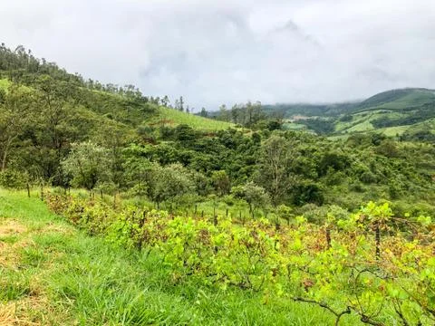 Vineyards in the mountain during cloudy raining season Stock Photos