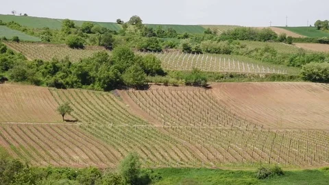 Vineyards in the mountain Stock Footage 75161220