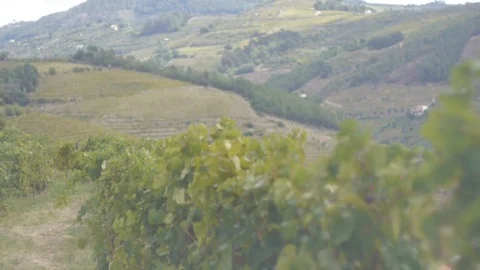 Vineyards in the mountains. Stock Footage 80248728