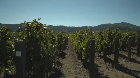 Vineyards in napa valley 動画素材 45248281