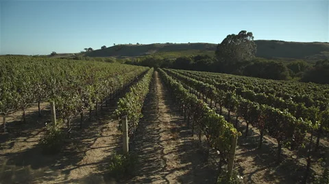 Vineyards in napa valley 動画素材 45250051