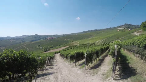 Vineyards of Nebbiolo grape between La Morra and Barolo, Langhe hills, Piedmont Stock Footage 139590527