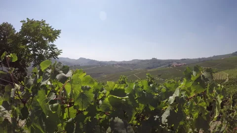 Vineyards of Nebbiolo grape between La Morra and Barolo, Langhe hills, Piedmont Stock Footage 139619232