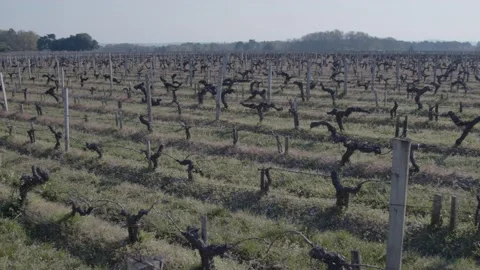 Vineyards in the ned of winter Video stock 187093035