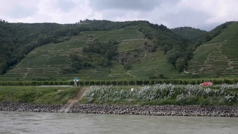 Vineyards next to the Danube river Stock Footage 115902048