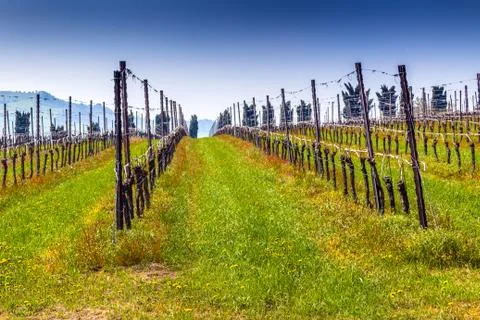 Vineyards organized into rows on flat plain Stock Photos