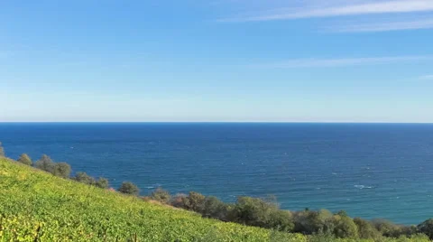 Vineyards overlooking sea Stock Footage 56608268