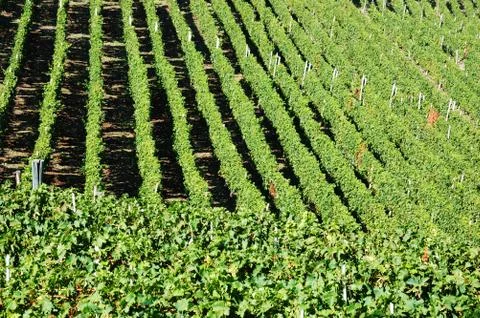 Vineyards panorama Stock Photos