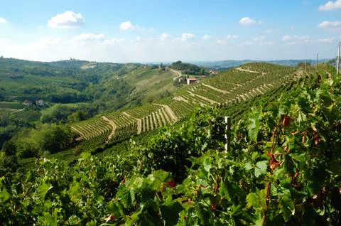 Vineyards panorama Stock-Fotos