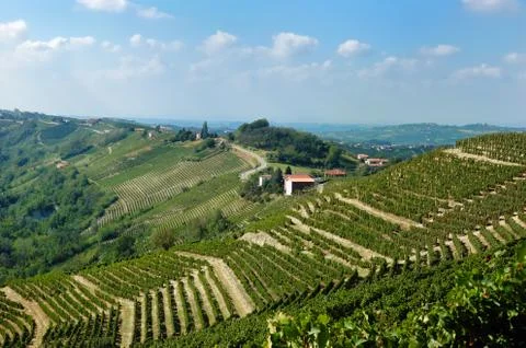Vineyards panorama Stock Photos