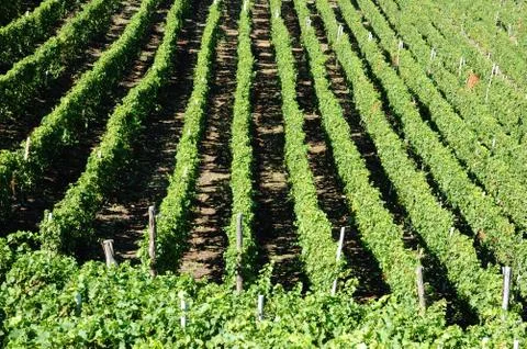 Vineyards panorama Stock Photos
