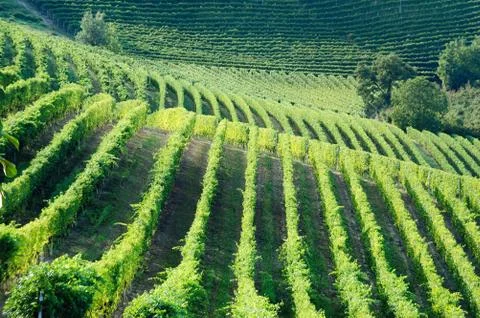 Vineyards panorama Stock Photos