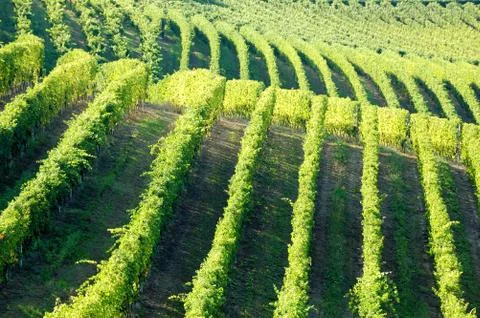 Vineyards panorama Stock Photos