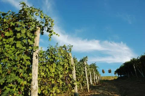 Vineyards panorama Foto stock