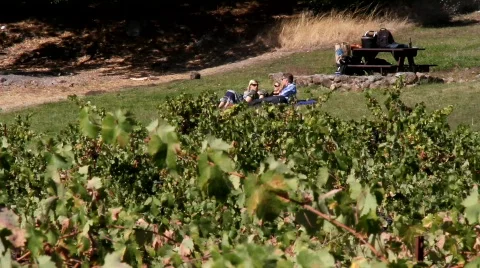 Vineyards Panoramic Stock Footage 850300