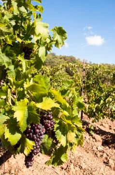 Vineyards Stock Photos