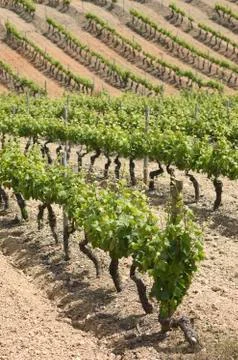 Vineyards Stock Photos