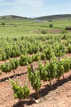 Vineyards Stock Photos