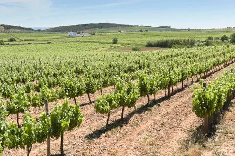 Vineyards Stock Photos