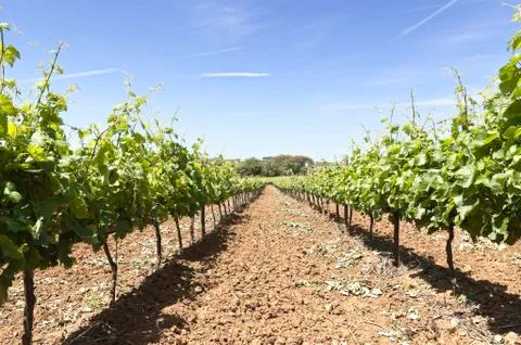 Vineyards Stock Photos