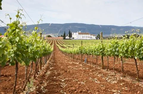 Vineyards Stock Photos