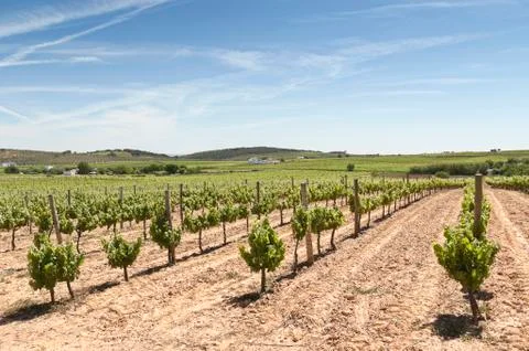 Vineyards Stock Photos