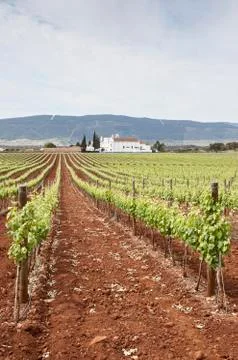 Vineyards Stock Photos