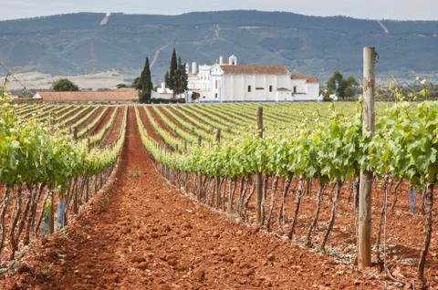 Vineyards Stock Photos