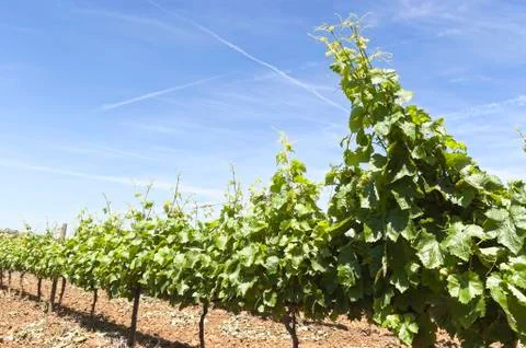 Vineyards Stock Photos