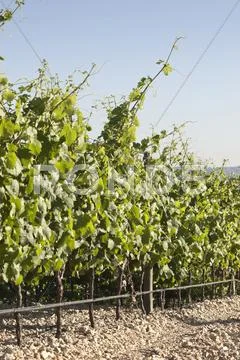 Vineyards Stock Photos