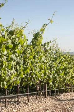 Vineyards Stock Photos