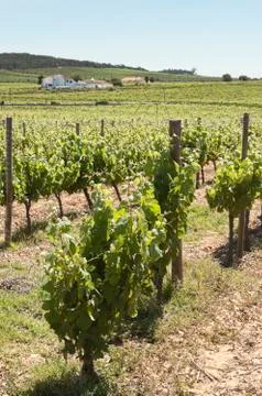 Vineyards Stock Photos