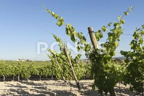 Vineyards Stock Photos