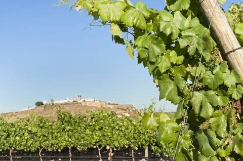 Vineyards Stock Photos