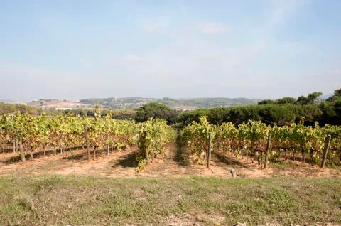 Vineyards 스톡 사진