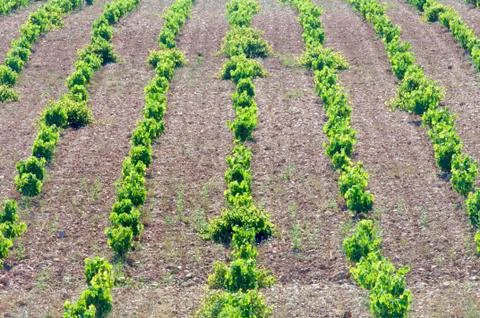 Vineyards Stock Photos