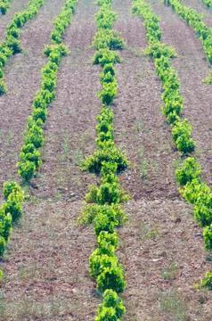 Vineyards Фото