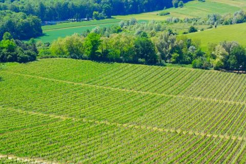 Vineyards Stock Photos