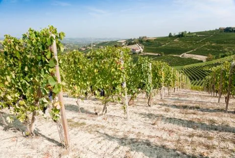 Vineyards Stock-Fotos