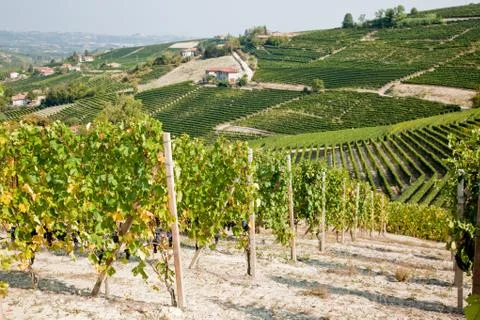 Vineyards Stock Photos