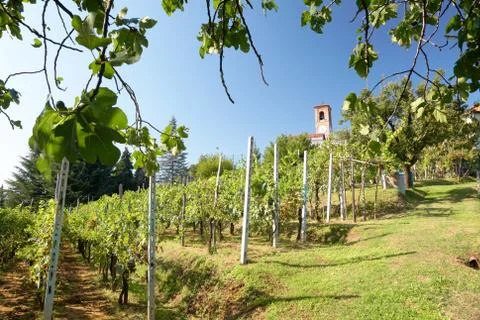 Vineyards Stock Photos